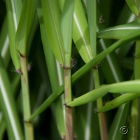 Elephant Grass